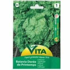 VITRA Graines De Laitue Batavia Dores De Printemps Vita - Environ 3gr